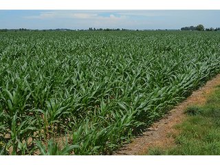 Property photo 108 - LAND AUCTION - 215+/- ACRES OFFERED IN 6 TRACTS IN VAN WERT COUNTY, OHIO